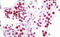 Ras Association Domain Family Member 1 antibody, MBS249215, MyBioSource, Immunohistochemistry frozen image 