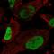 Quiescin Sulfhydryl Oxidase 1 antibody, HPA045725, Atlas Antibodies, Immunofluorescence image 
