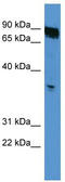 Olfactory Receptor Family 2 Subfamily K Member 2 antibody, TA342716, Origene, Western Blot image 