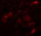Basic Leucine Zipper ATF-Like Transcription Factor 3 antibody, 7939, ProSci, Immunofluorescence image 