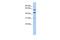 Ring Finger Protein 112 antibody, PA5-40827, Invitrogen Antibodies, Western Blot image 