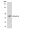 Olfactory Receptor Family 4 Subfamily A Member 16 antibody, LS-C200351, Lifespan Biosciences, Western Blot image 