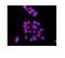 RAB7A, Member RAS Oncogene Family antibody, PB9883, Boster Biological Technology, Immunofluorescence image 