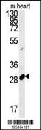 Apolipoprotein B MRNA Editing Enzyme Catalytic Subunit 2 antibody, 62-013, ProSci, Western Blot image 