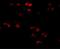 Transmembrane Protein 18 antibody, NBP2-81843, Novus Biologicals, Immunofluorescence image 