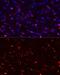 Multiple EGF Like Domains 10 antibody, GTX64802, GeneTex, Immunohistochemistry paraffin image 