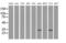 Four And A Half LIM Domains 1 antibody, MA5-25144, Invitrogen Antibodies, Western Blot image 
