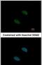 Splicing Factor 3a Subunit 2 antibody, PA5-30267, Invitrogen Antibodies, Immunofluorescence image 