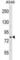 Component Of Inhibitor Of Nuclear Factor Kappa B Kinase Complex antibody, abx030883, Abbexa, Western Blot image 