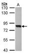 Transcription factor SOX-13 antibody, orb73782, Biorbyt, Western Blot image 