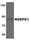 SRSF Protein Kinase 1 antibody, A01937-1, Boster Biological Technology, Western Blot image 
