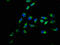 Par-3 Family Cell Polarity Regulator antibody, LS-C371660, Lifespan Biosciences, Immunofluorescence image 