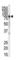 Inhibitor Of Nuclear Factor Kappa B Kinase Subunit Beta antibody, abx025555, Abbexa, Western Blot image 