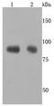ADAM Metallopeptidase Domain 10 antibody, NBP2-67115, Novus Biologicals, Western Blot image 