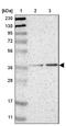 Zinc Finger And SCAN Domain Containing 1 antibody, NBP1-81978, Novus Biologicals, Western Blot image 