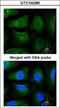 Golgin A3 antibody, GTX100288, GeneTex, Immunocytochemistry image 