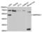 Serpin Family C Member 1 antibody, LS-C331551, Lifespan Biosciences, Western Blot image 