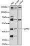 Sphingosine 1-phosphate receptor 4 antibody, LS-C750091, Lifespan Biosciences, Western Blot image 