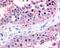 Gap Junction Protein Alpha 1 antibody, 48-409, ProSci, Immunohistochemistry frozen image 