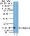 High Mobility Group Nucleosome Binding Domain 1 antibody, NBP2-14842, Novus Biologicals, Western Blot image 