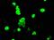 Deoxynucleotidyltransferase Terminal Interacting Protein 1 antibody, MA5-25095, Invitrogen Antibodies, Immunocytochemistry image 