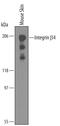 Integrin Subunit Beta 4 antibody, AF4054, R&D Systems, Western Blot image 