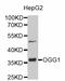 8-Oxoguanine DNA Glycosylase antibody, LS-B13376, Lifespan Biosciences, Western Blot image 