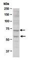 Tumor Protein P63 antibody, orb67064, Biorbyt, Western Blot image 