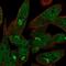 Ubiquitin Specific Peptidase 33 antibody, NBP1-82931, Novus Biologicals, Immunofluorescence image 