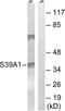 IRT1 antibody, GTX87436, GeneTex, Western Blot image 