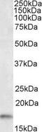 AIF1 antibody, GTX89367, GeneTex, Western Blot image 