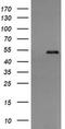 Protein Disulfide Isomerase Family A Member 3 antibody, MA5-26028, Invitrogen Antibodies, Western Blot image 