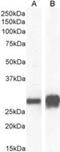 Stratifin antibody, NB100-2465, Novus Biologicals, Western Blot image 