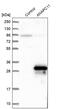 Anaphase Promoting Complex Subunit 11 antibody, PA5-55709, Invitrogen Antibodies, Western Blot image 