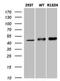 Isocitrate Dehydrogenase (NADP(+)) 1, Cytosolic antibody, NBP2-46018, Novus Biologicals, Western Blot image 