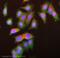 Eukaryotic Translation Initiation Factor 4 Gamma 1 antibody, ab2609, Abcam, Immunocytochemistry image 