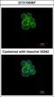 Solute Carrier Family 5 Member 1 antibody, GTX105367, GeneTex, Immunocytochemistry image 