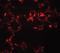 MRE11 Homolog, Double Strand Break Repair Nuclease antibody, orb95538, Biorbyt, Immunocytochemistry image 