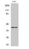 RAD51 Paralog C antibody, GTX34155, GeneTex, Western Blot image 