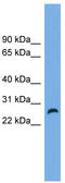 Family With Sequence Similarity 3 Member D antibody, TA340317, Origene, Western Blot image 
