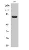 Rho GTPase-activating protein 18 antibody, A08418-2, Boster Biological Technology, Western Blot image 