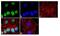 Dishevelled Segment Polarity Protein 2 antibody, 720060, Invitrogen Antibodies, Immunofluorescence image 