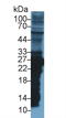 Glutathione S-Transferase Mu 2 antibody, LS-C297042, Lifespan Biosciences, Western Blot image 