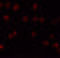 Zinc finger protein 281 antibody, 6233, ProSci, Immunofluorescence image 