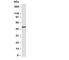 DnaJ Heat Shock Protein Family (Hsp40) Member B1 antibody, R30220, NSJ Bioreagents, Western Blot image 