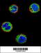 NFKB Inhibitor Like 1 antibody, 56-654, ProSci, Immunofluorescence image 