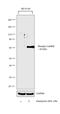 Calcium/Calmodulin Dependent Protein Kinase II Alpha antibody, PA5-38238, Invitrogen Antibodies, Western Blot image 