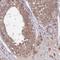 Inhibitor Of CDK, Cyclin A1 Interacting Protein 1 antibody, HPA044359, Atlas Antibodies, Immunohistochemistry frozen image 