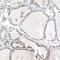 Myc-associated zinc finger protein antibody, PA5-61710, Invitrogen Antibodies, Immunohistochemistry frozen image 