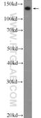 Collagen Type III Alpha 1 Chain antibody, 22734-1-AP, Proteintech Group, Western Blot image 